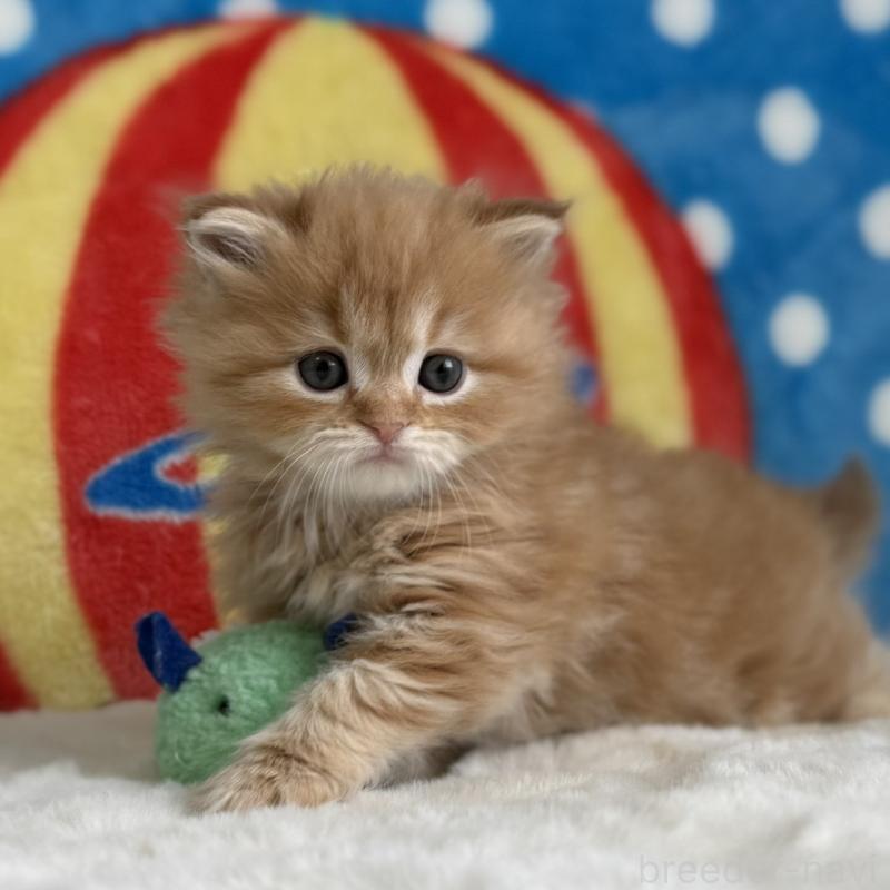 販売中の愛知県のマンチカン-139013の2枚目