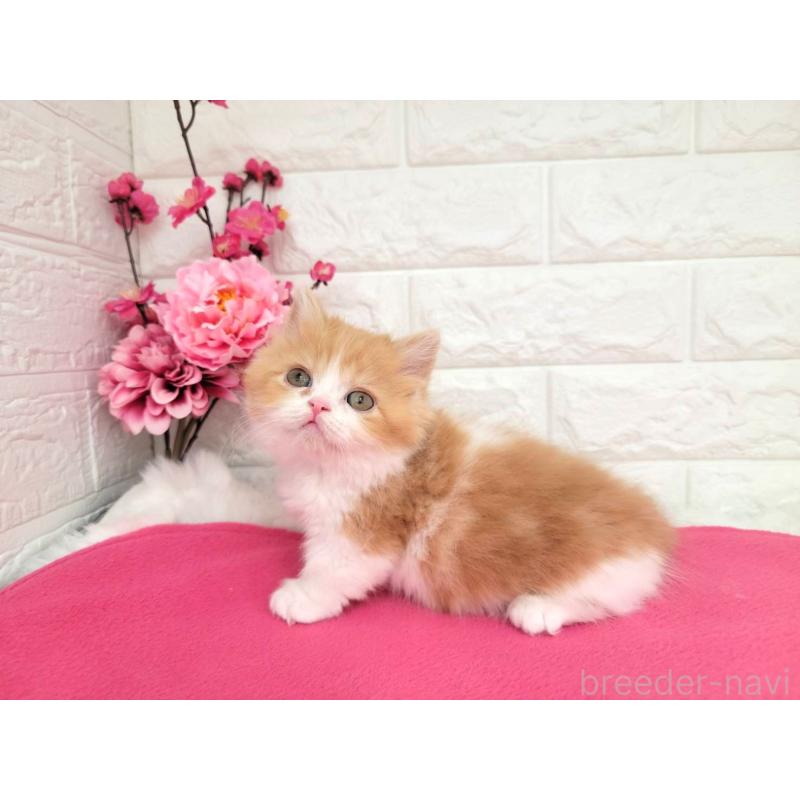 販売中の埼玉県のミヌエット(短足)-137241