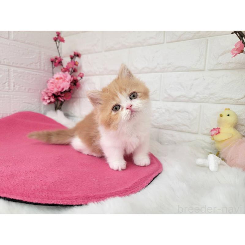 販売中の埼玉県のミヌエット(短足)-137241の6枚目