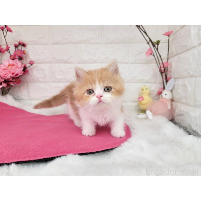 販売中の埼玉県のミヌエット(短足)-137241の5枚目