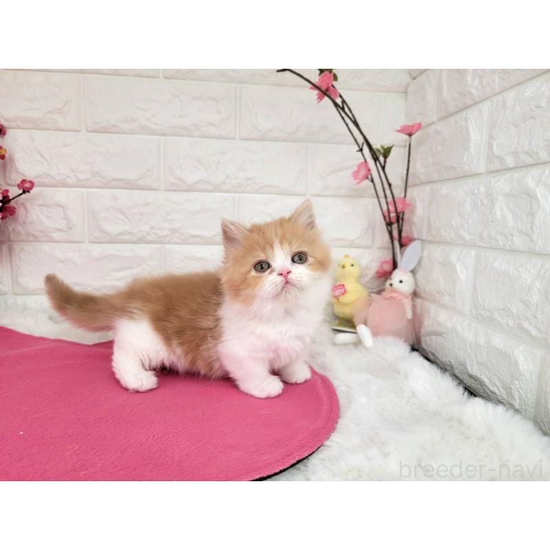 販売中の埼玉県のミヌエット(短足)-137241の4枚目