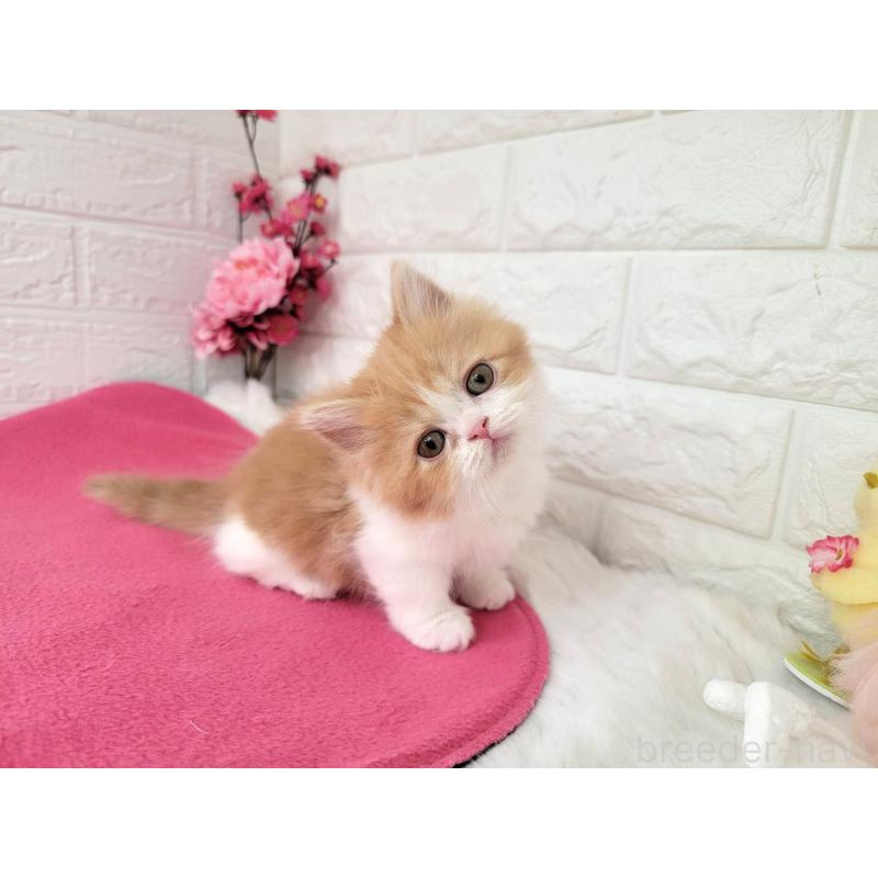 販売中の埼玉県のミヌエット(短足)-137241の3枚目