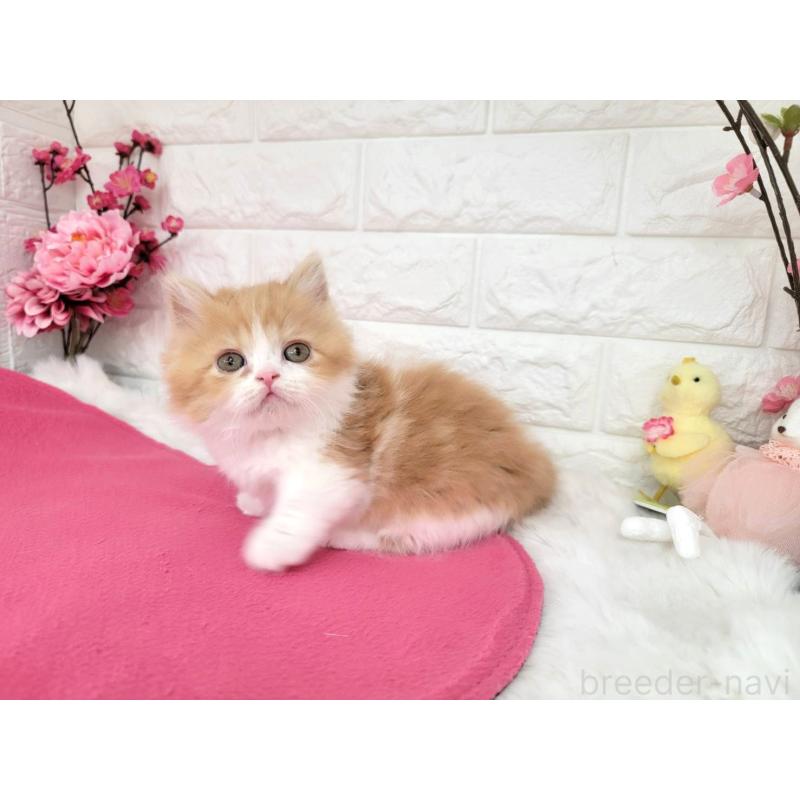 販売中の埼玉県のミヌエット(短足)-137241の2枚目