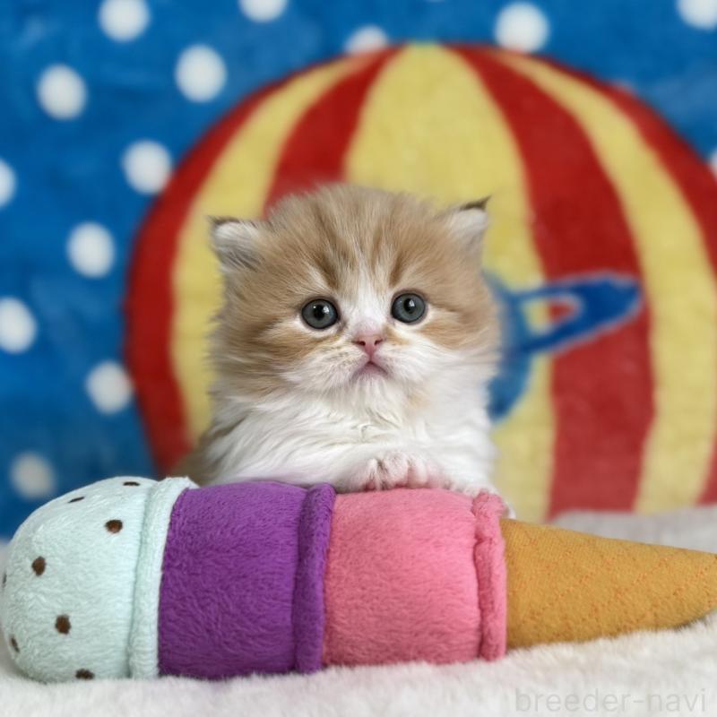 販売中の愛知県のマンチカン(短足)-139014の15枚目