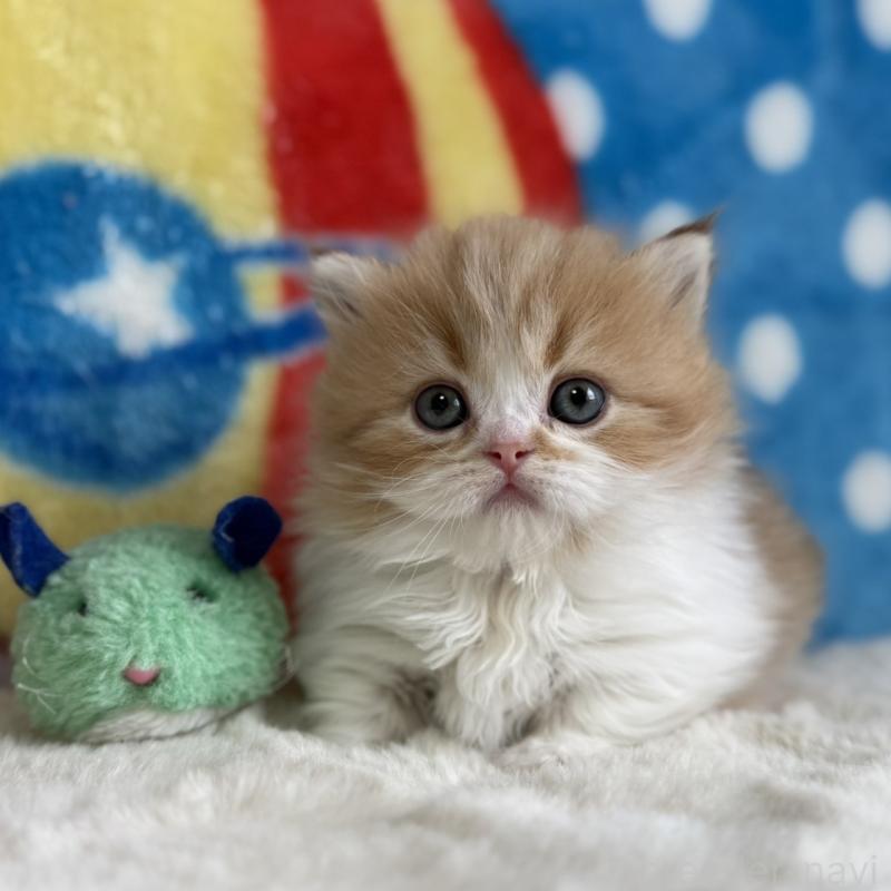 販売中の愛知県のマンチカン(短足)-139014の14枚目