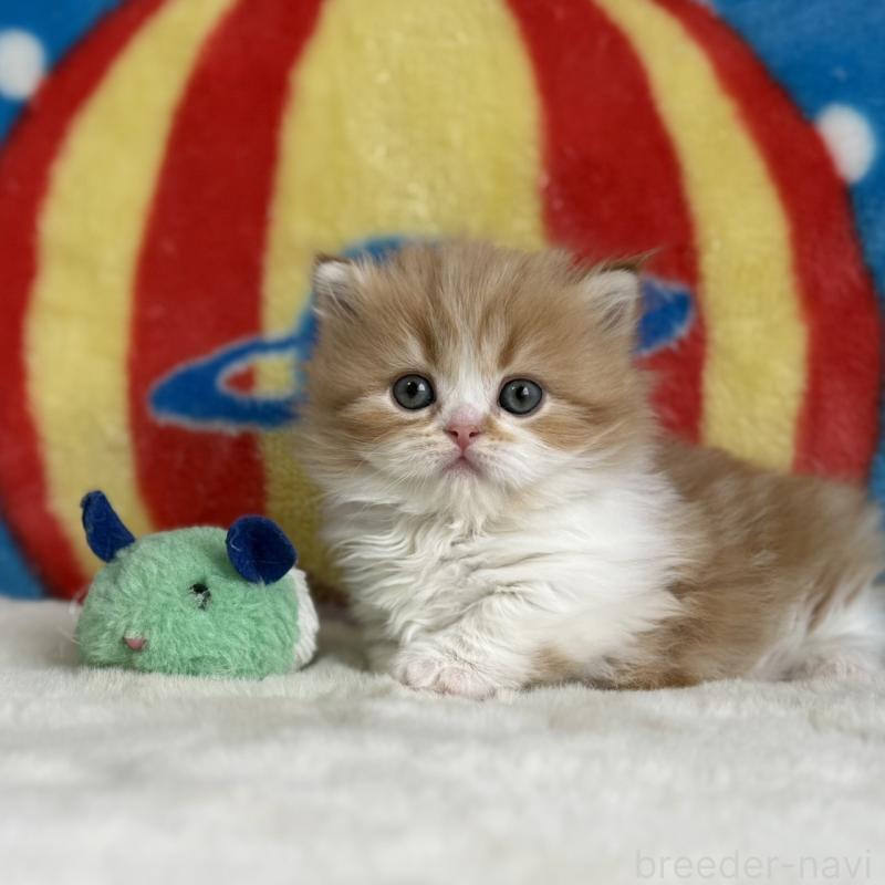 販売中の愛知県のマンチカン(短足)-139014の13枚目