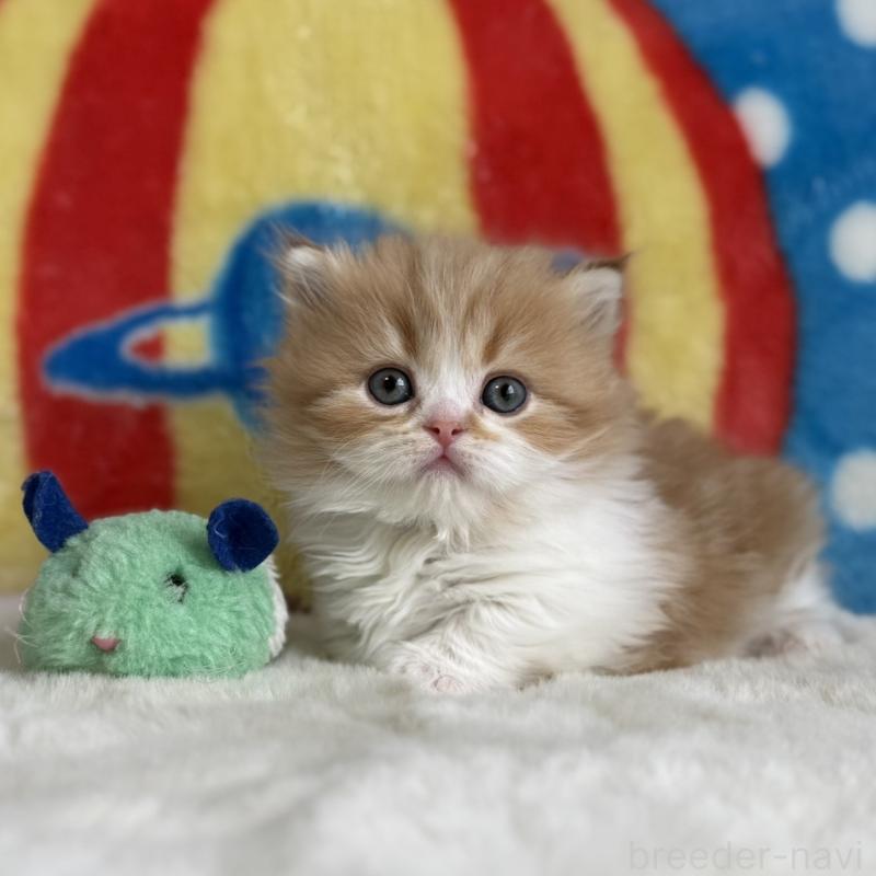 販売中の愛知県のマンチカン(短足)-139014の12枚目