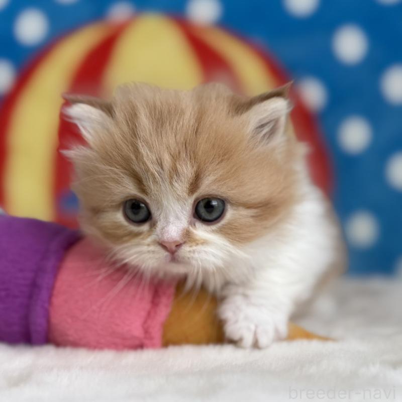 販売中の愛知県のマンチカン(短足)-139014の11枚目