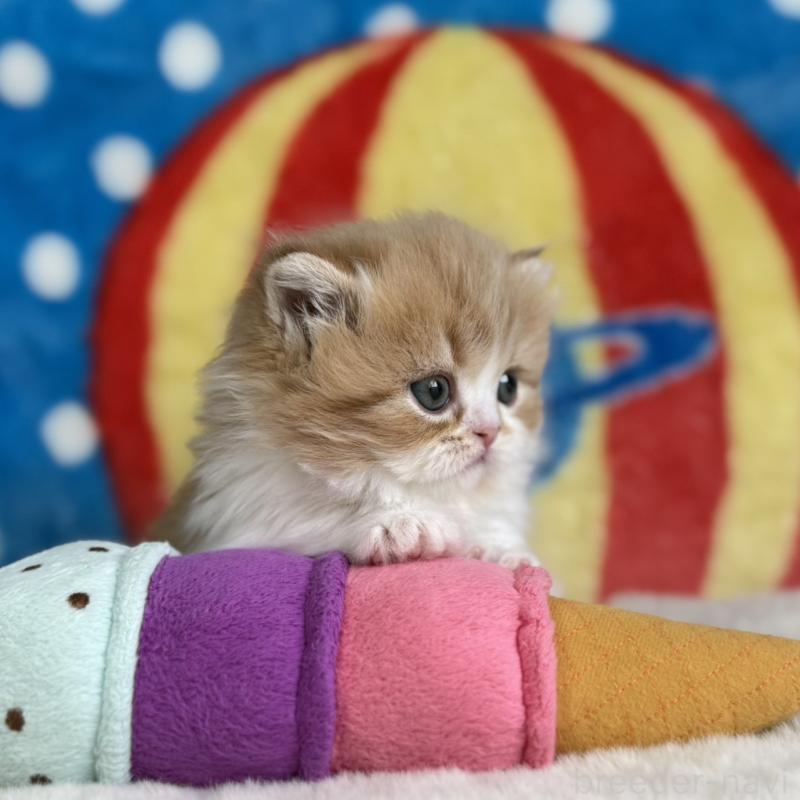 販売中の愛知県のマンチカン(短足)-139014の10枚目