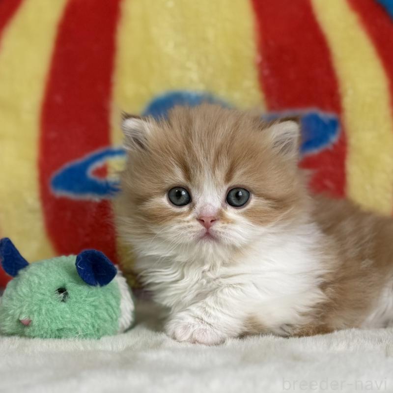 販売中の愛知県のマンチカン(短足)-139014の9枚目