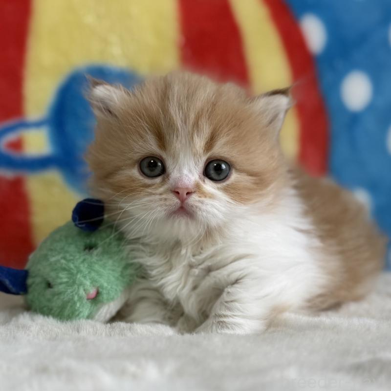 販売中の愛知県のマンチカン(短足)-139014の8枚目