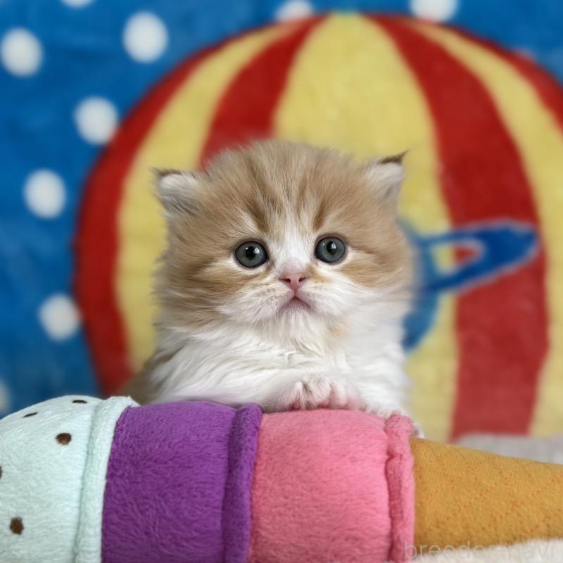 販売中の愛知県のマンチカン(短足)-139014の7枚目