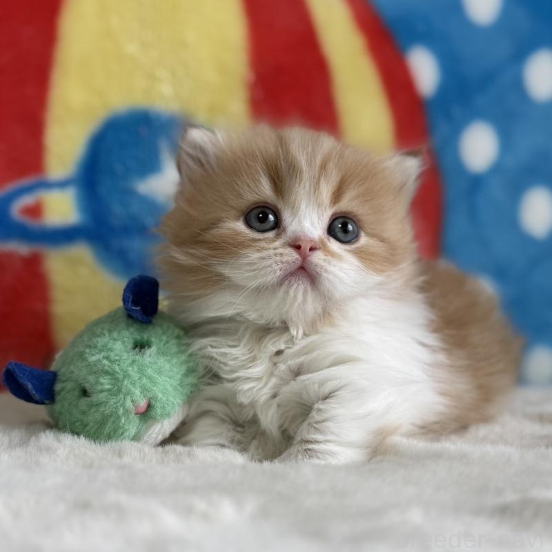 販売中の愛知県のマンチカン(短足)-139014の6枚目