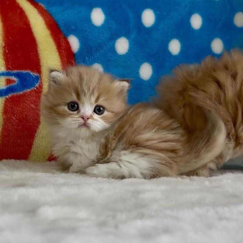 販売中の愛知県のマンチカン(短足)-139014の5枚目