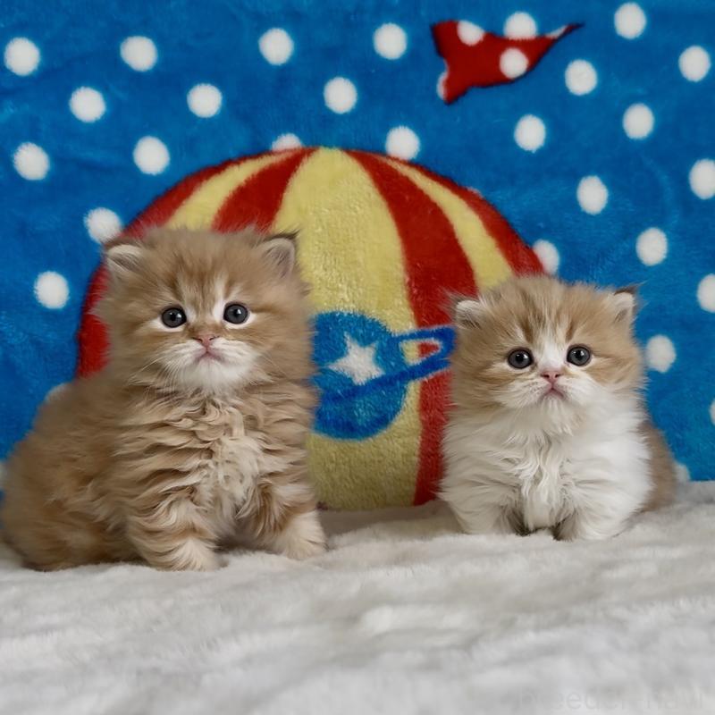 販売中の愛知県のマンチカン(短足)-139014の4枚目