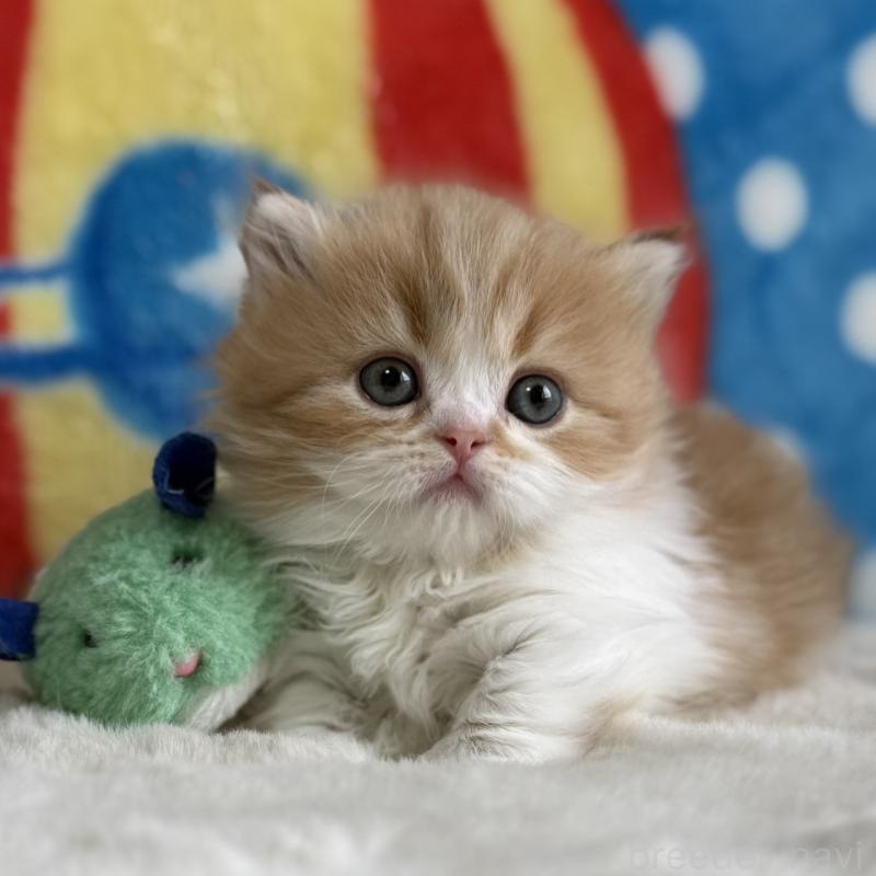 販売中の愛知県のマンチカン(短足)-139014の3枚目