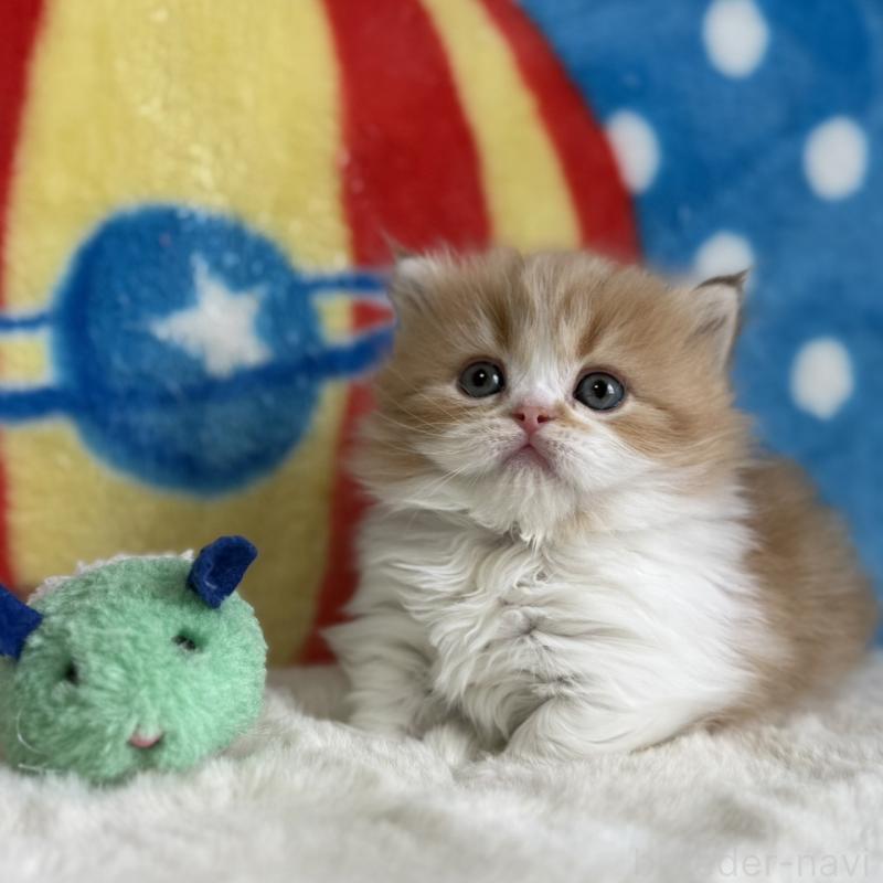 販売中の愛知県のマンチカン(短足)-139014の2枚目