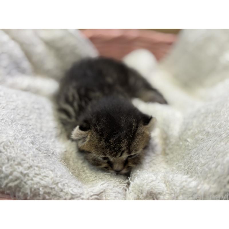 販売中の千葉県のキンカロー-139020の3枚目