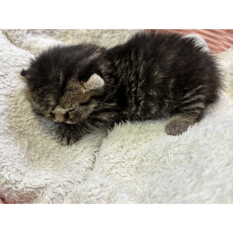 販売中の千葉県のキンカロー-139020の2枚目