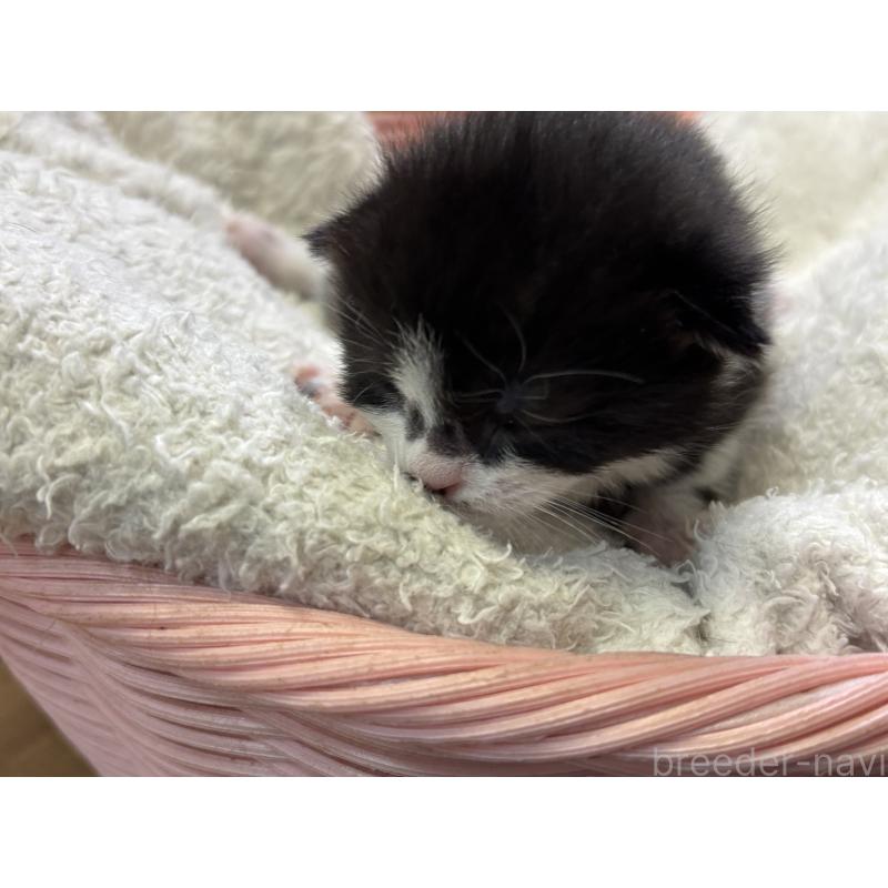 販売中の千葉県のアメリカンカール-139022の4枚目