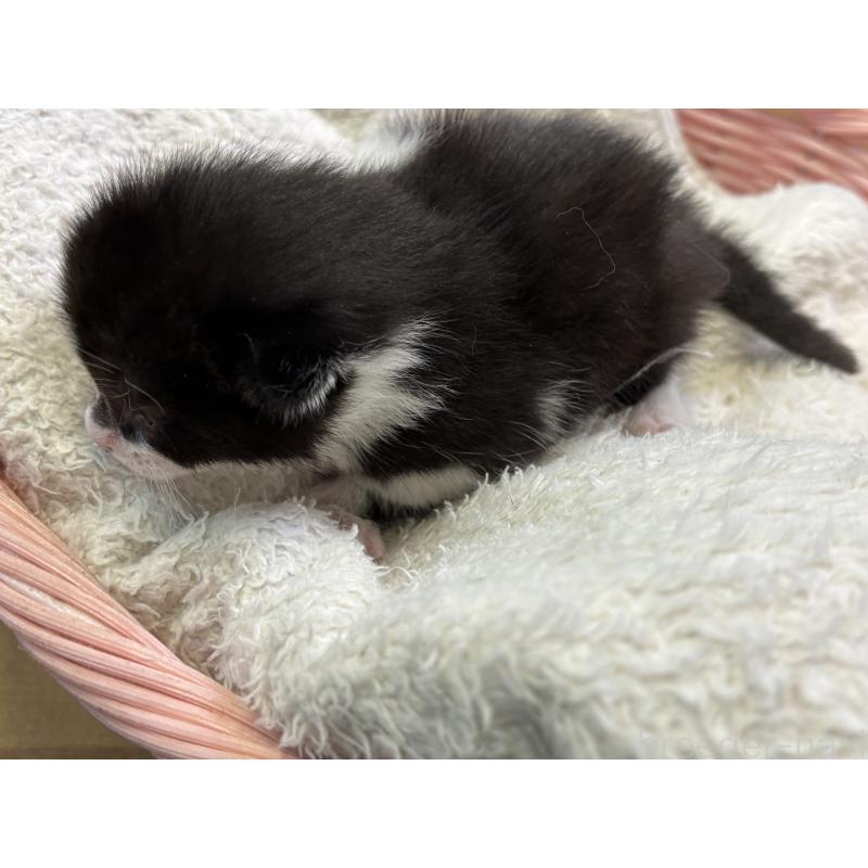 販売中の千葉県のアメリカンカール-139022の3枚目