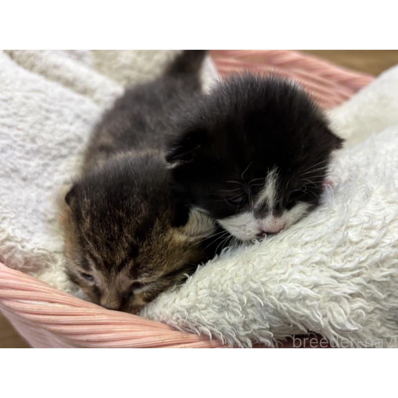 販売中の千葉県のアメリカンカール-139022の2枚目