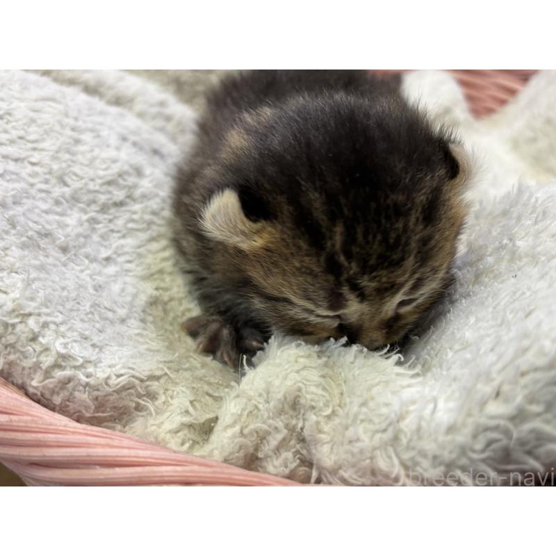 販売中の千葉県のアメリカンカール-139021の4枚目