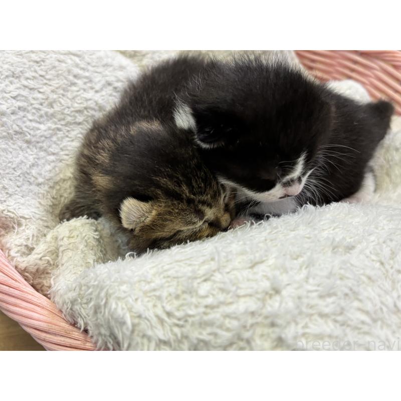 販売中の千葉県のアメリカンカール-139021の3枚目