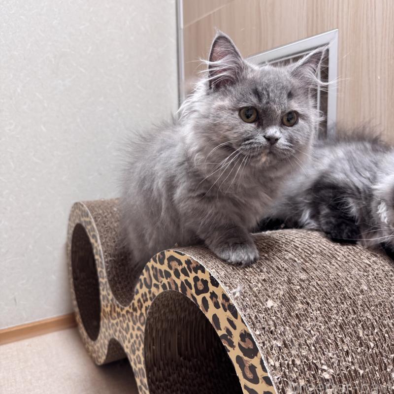 販売中の三重県のマンチカン(短足)-139015の5枚目