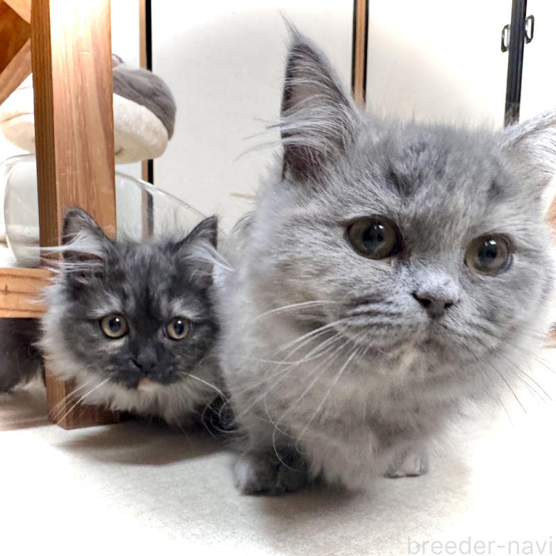 販売中の三重県のマンチカン(短足)-139015の4枚目