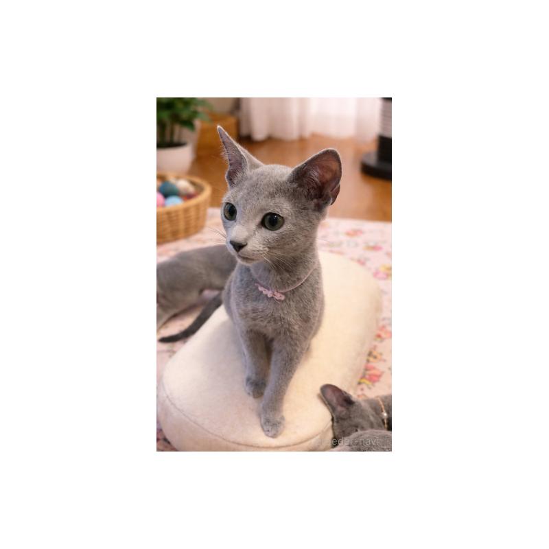販売中の埼玉県のロシアンブルー-133759
