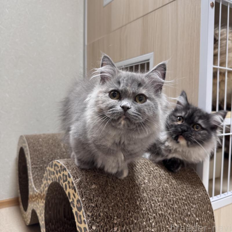 販売中の三重県のマンチカン(短足)-139015の3枚目