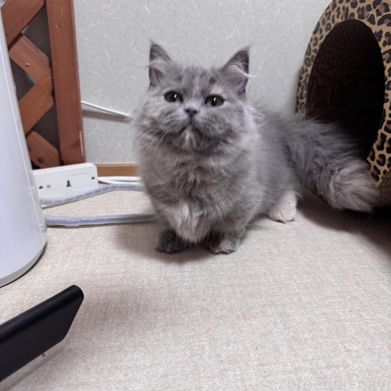 販売中の三重県のマンチカン(短足)-139015の2枚目