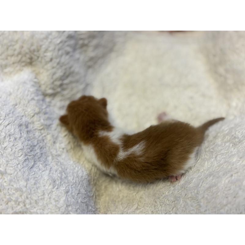 販売中の千葉県のアメリカンカール-139978の6枚目