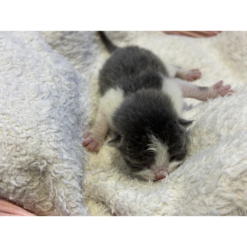 販売中の千葉県のブリティッシュショートヘア-139983の5枚目