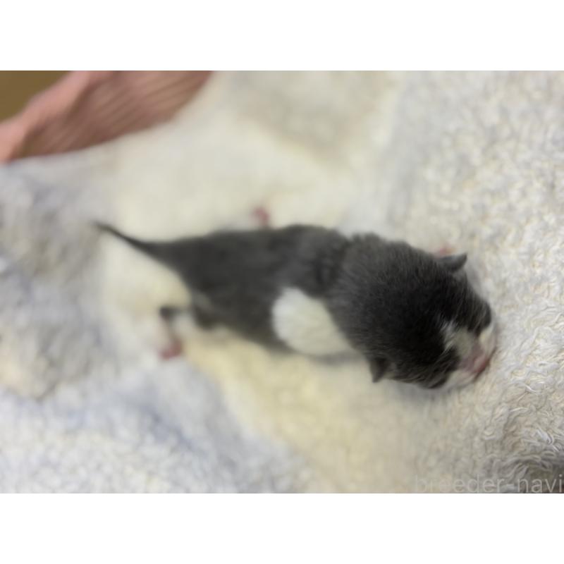 販売中の千葉県のブリティッシュショートヘア-139983の4枚目