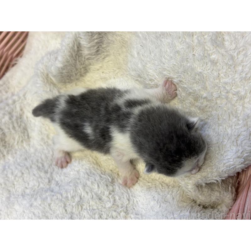 販売中の千葉県のブリティッシュショートヘア-139982の5枚目