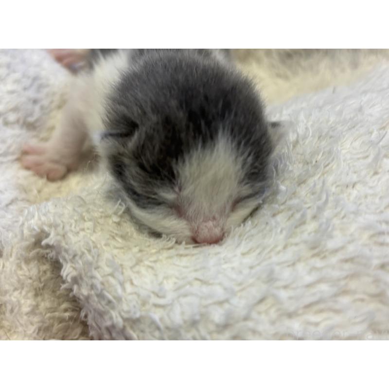 販売中の千葉県のブリティッシュショートヘア-139982の4枚目