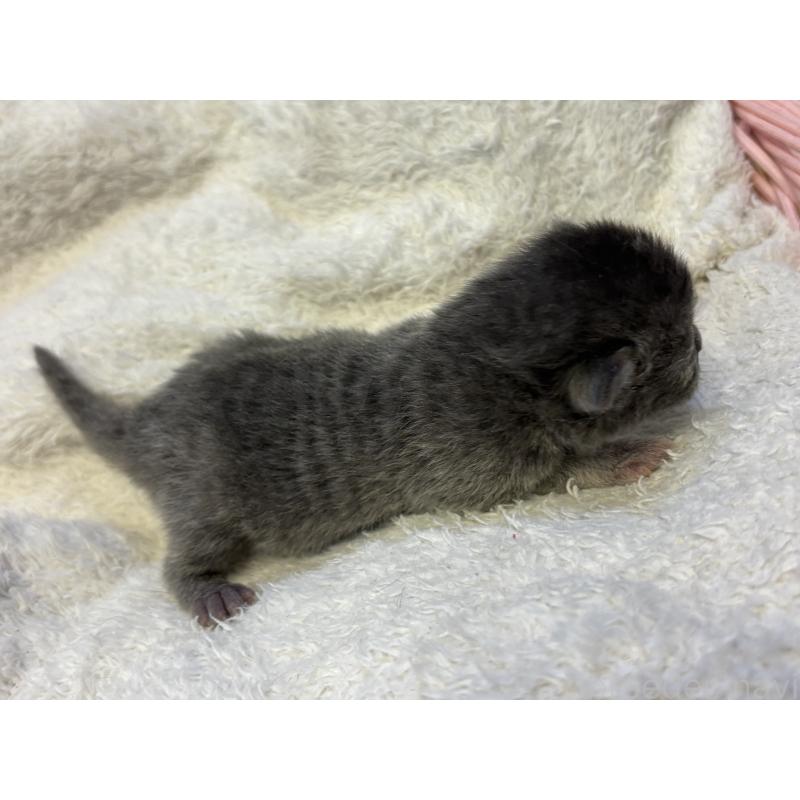 販売中の千葉県のアメリカンカール-139980の5枚目