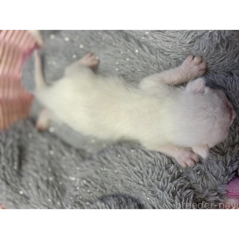 販売中の千葉県のデボンレックス-139019の2枚目