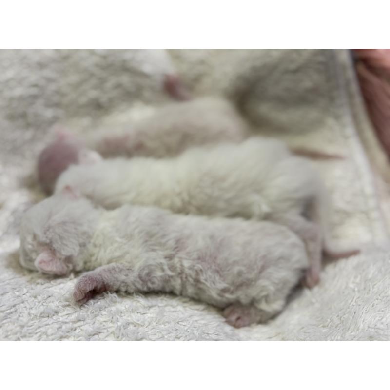 販売中の千葉県のデボンレックス-139017の3枚目