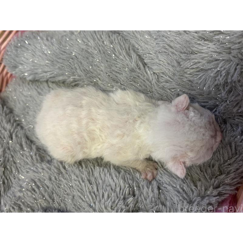 販売中の千葉県のデボンレックス-139017の2枚目