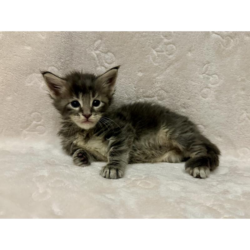 販売中の熊本県のメインクーン-138341