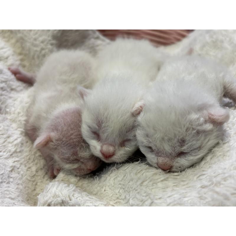 販売中の千葉県のデボンレックス-139018の5枚目