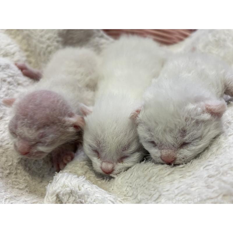 販売中の千葉県のデボンレックス-139018の4枚目