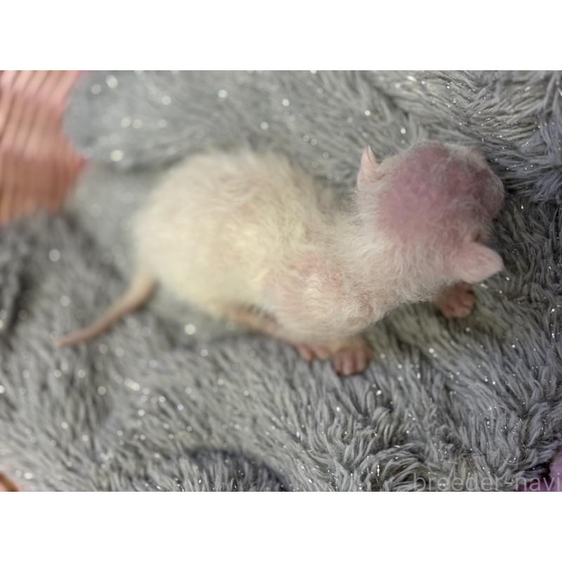 販売中の千葉県のデボンレックス-139018の2枚目
