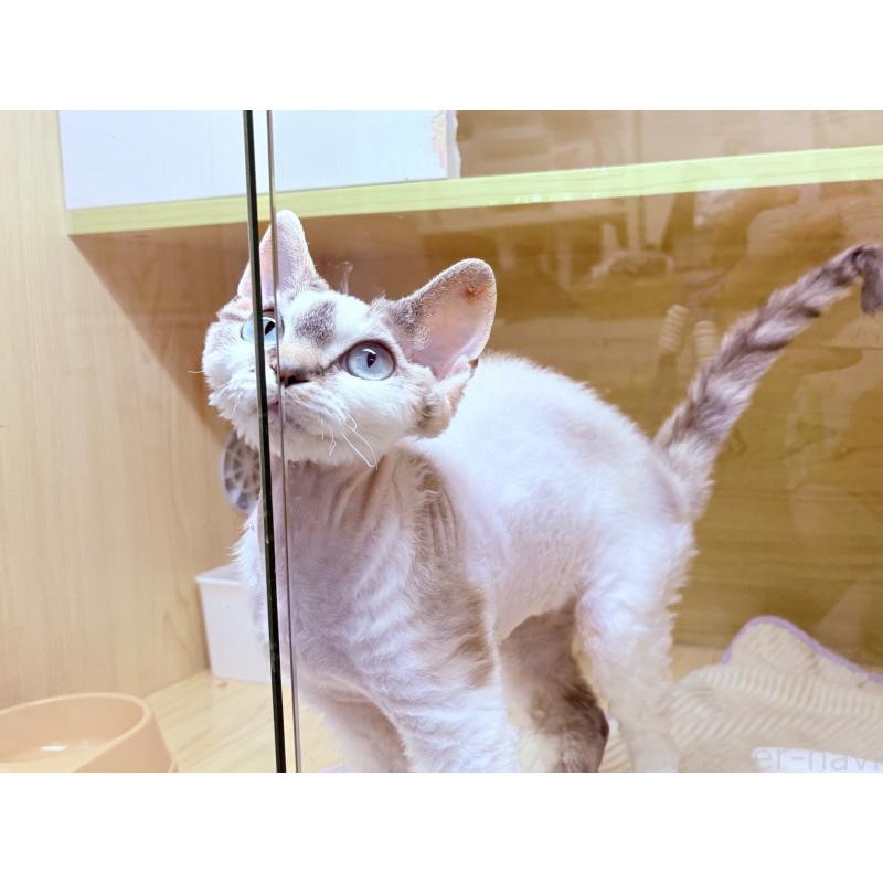 販売中の東京都のデボンレックス-127518