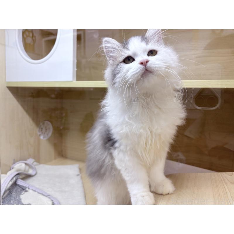 販売中の東京都のミヌエット-134927