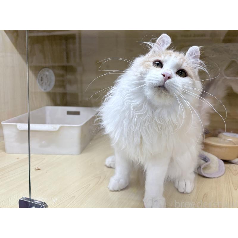 販売中の東京都のアメリカンカール-132385