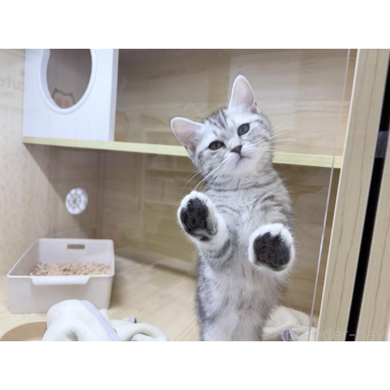 販売中の東京都のマンチカン-137942